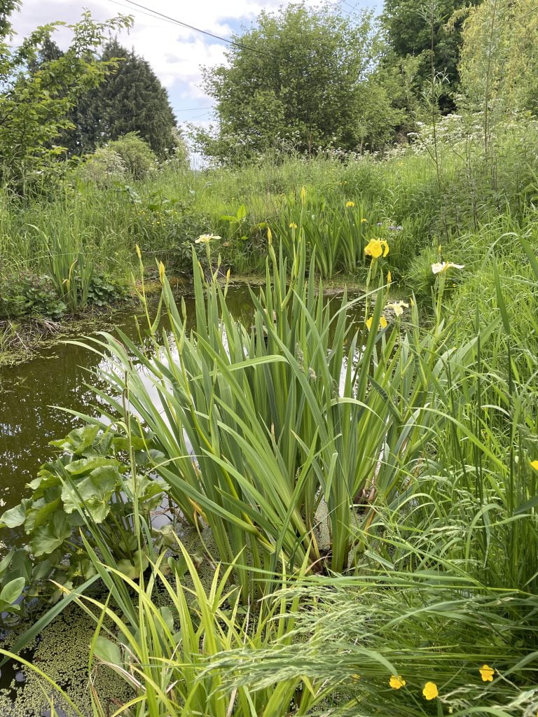 nature pond